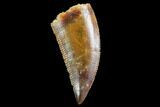 Serrated, Raptor Tooth - Real Dinosaur Tooth #109503-1